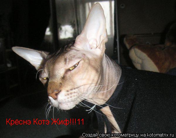 Крёснэ Котэ Жиф!!!11... Котоматрица: Крёснэ Котэ Жиф!!!11