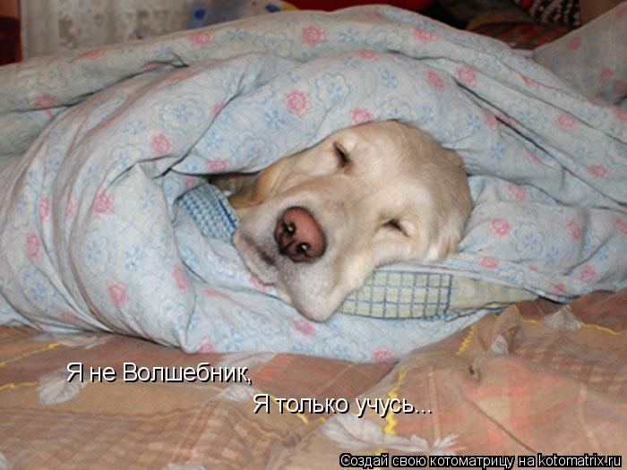 Я не Волшебник, Я только учусь... Я только учусь...... Котоматрица: Я не Волшебник, Я только учусь... Я только учусь...