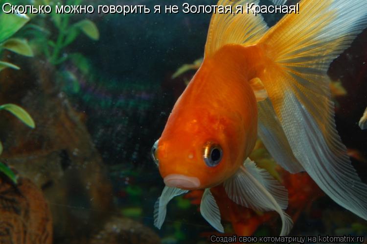 Сколько можно говорить я не Золотая,я Красная!... Котоматрица: Сколько можно говорить я не Золотая,я Красная!