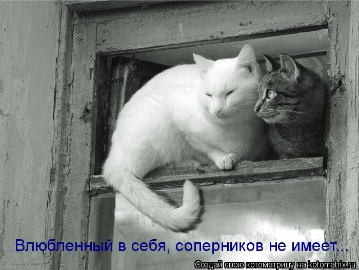 Влюбленный в себя, соперников не имеет...... Котоматрица: Влюбленный в себя, соперников не имеет...