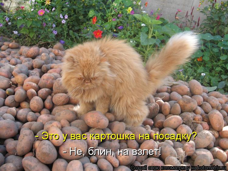 - Это у вас картошка на посадку? - Не, блин, на взлет!... Котоматрица: - Это у вас картошка на посадку? - Не, блин, на взлет!