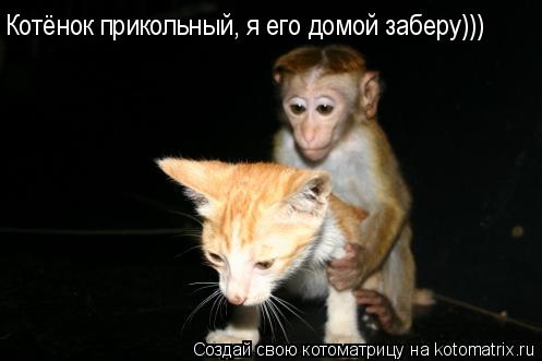 Котёнок прикольный, я его домой заберу)))... Котоматрица: Котёнок прикольный, я его домой заберу)))