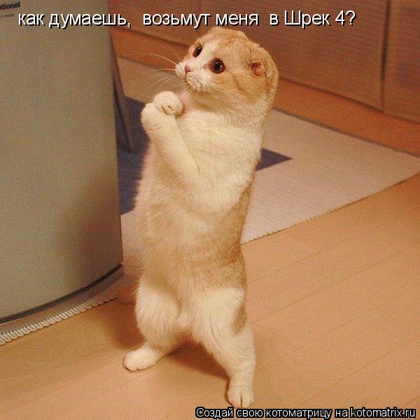как думаешь, возьмут меня в Шрек 4?... Котоматрица: как думаешь, возьмут меня в Шрек 4?