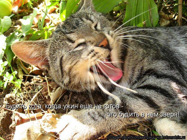 Котоматрица: Будить кота, когда ужин еще не готов -  это будить в нем зверя!
