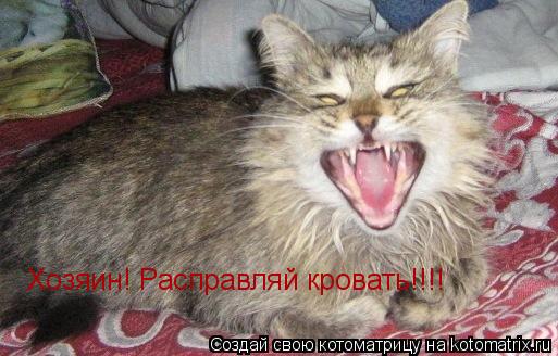 Хозяин! Расправляй кровать!!!!... Котоматрица: Хозяин! Расправляй кровать!!!!