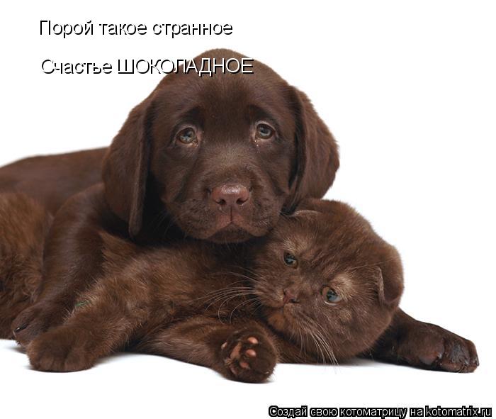 Счастье ШОКОЛАДНОЕ Порой такое странное... Котоматрица: Счастье ШОКОЛАДНОЕ Порой такое странное