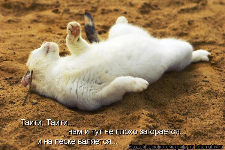 Таити, Таити... нам и тут не плохо загорается... и на песке валяется...... Котоматрица: Таити, Таити... нам и тут не плохо загорается... и на песке валяется...