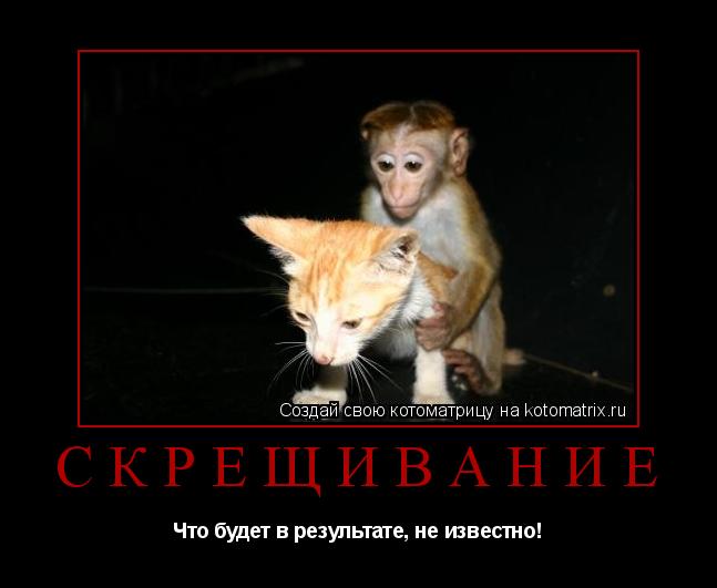 Скрещивание Что будет в результате, не известно!... Котоматрица: Скрещивание Что будет в результате, не известно!