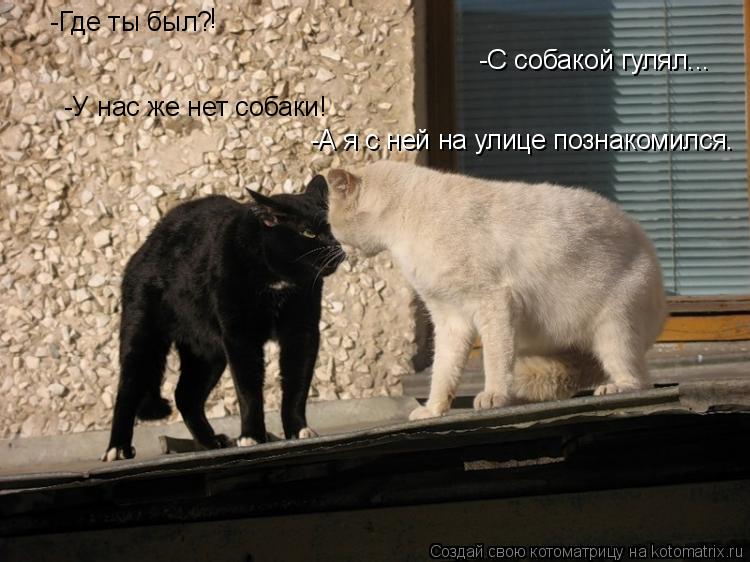 -С собакой гулял... -Где ты был? -У нас же нет собаки! ! -А я с ней на улице познакомился.... Котоматрица: -С собакой гулял... -Где ты был? -У нас же нет собаки! ! -А я с ней на улице познакомился.