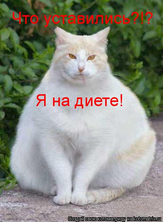 Что уставились?!? Я на диете!... Котоматрица: Что уставились?!? Я на диете!