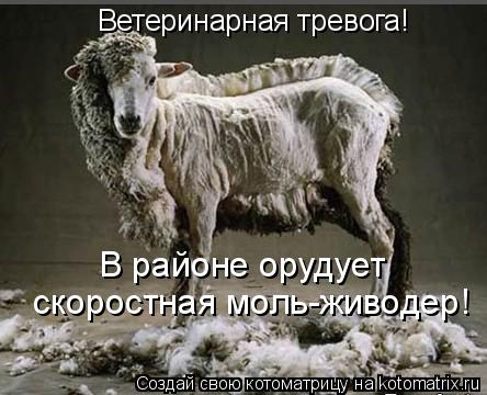 Котоматрица: Ветеринарная тревога! В районе орудует  скоростная моль-живодер!