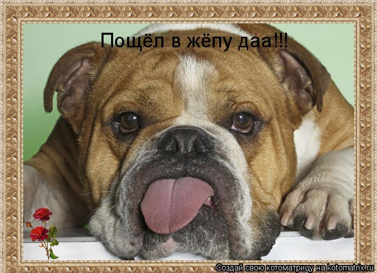 Пощёл в жёпу даа!!!... Котоматрица: Пощёл в жёпу даа!!!