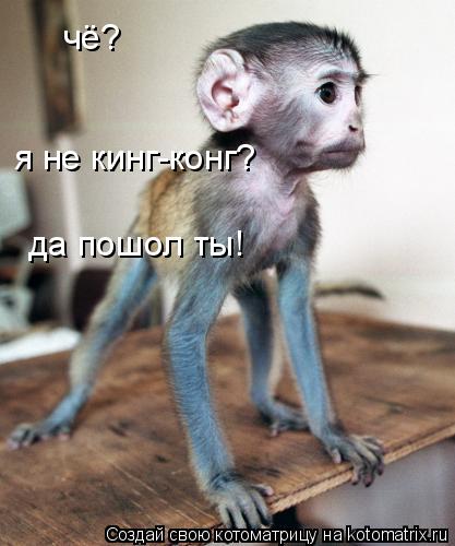 чё? я не кинг-конг? да пошол ты!... Котоматрица: чё? я не кинг-конг? да пошол ты!