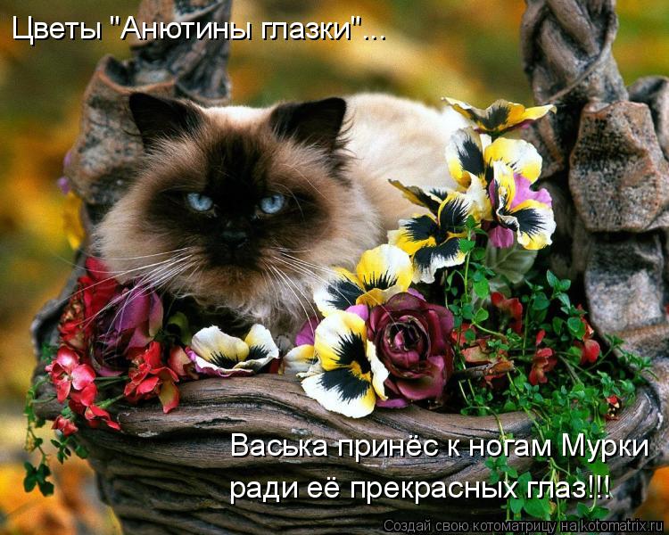 Котоматрица: Цветы "Анютины глазки"... Васька принёс к ногам Мурки ради её прекрасных глаз!!!