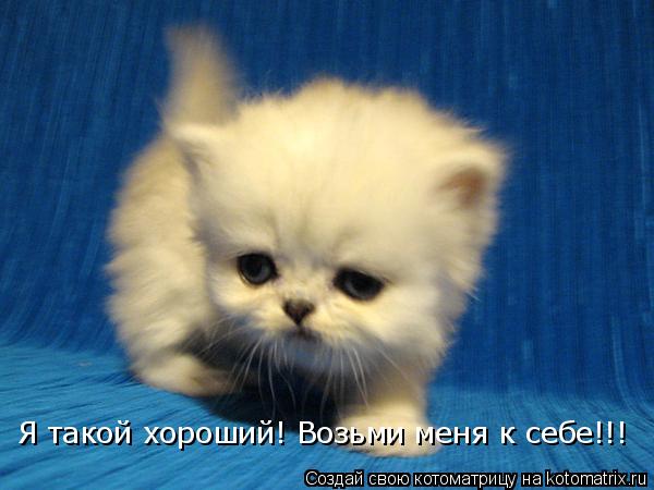 Я такой хороший! Возьми меня к себе!!!... Котоматрица: Я такой хороший! Возьми меня к себе!!!