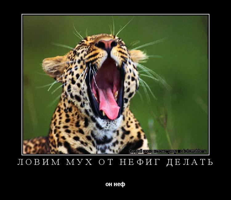 Ловим мух от нефиг делать он неф... Котоматрица: Ловим мух от нефиг делать он неф