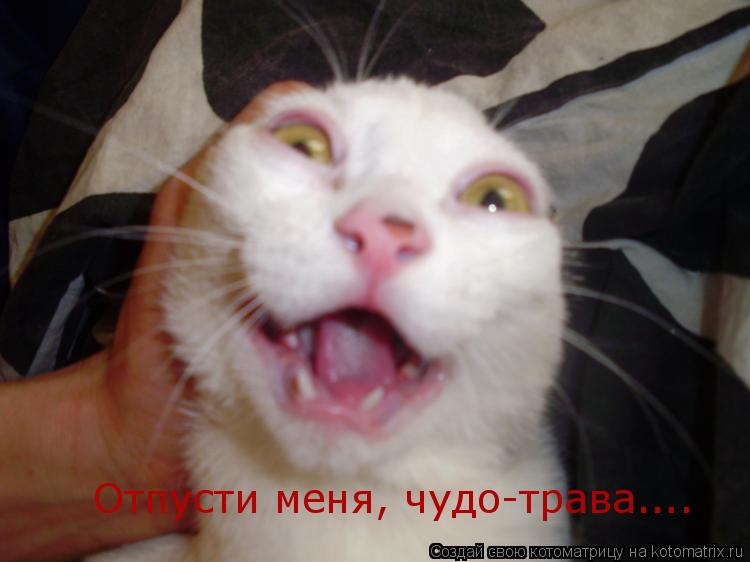 Котоматрица: Отпусти меня, чудо-трава....