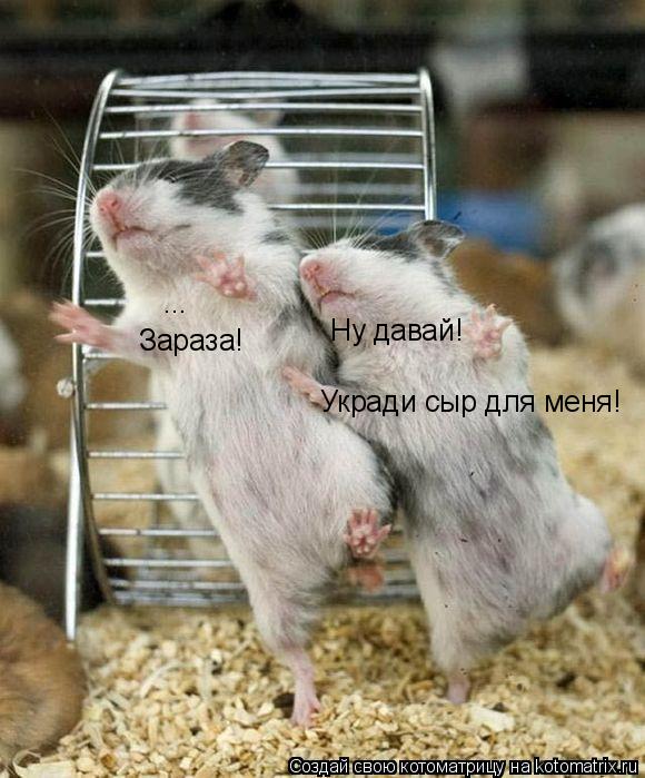 Котоматрица: Ну давай! Укради сыр для меня! ... Зараза!