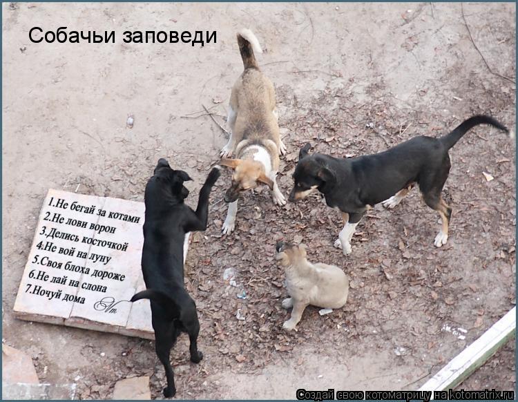 Собачьи заповеди... Котоматрица: Собачьи заповеди