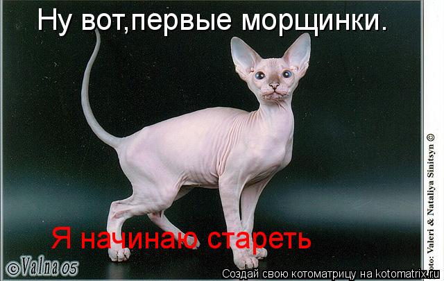 Ну вот,первые морщинки. Я начинаю стареть... Котоматрица: Ну вот,первые морщинки. Я начинаю стареть