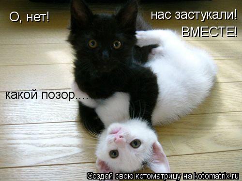 Котоматрица: О, нет! нас застукали! ВМЕСТЕ! какой позор....