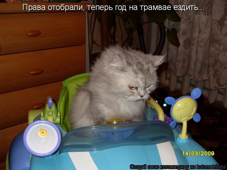 Права отобрали, теперь год на трамвае ездить...... Котоматрица: Права отобрали, теперь год на трамвае ездить...