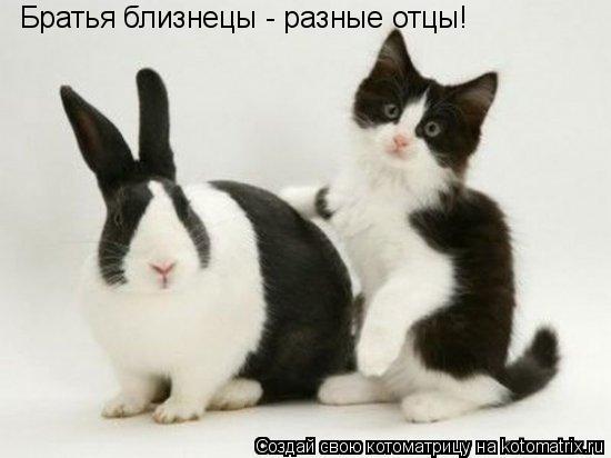 Братья близнецы - разные отцы!... Котоматрица: Братья близнецы - разные отцы!