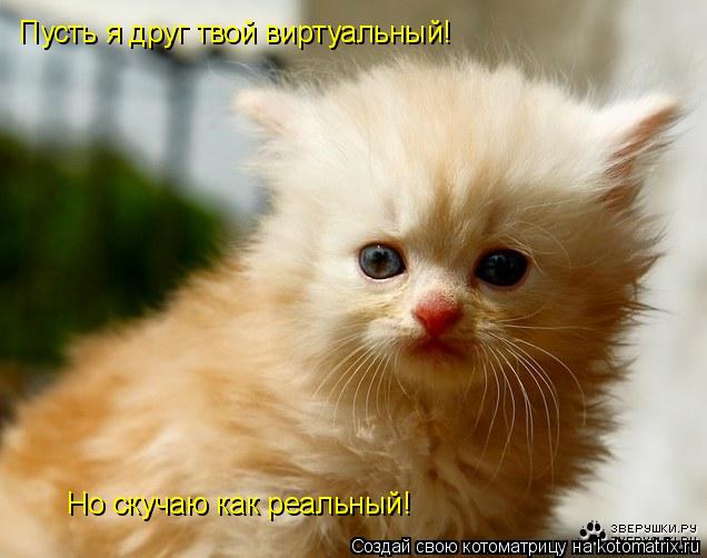 Пусть я друг твой виртуальный! Но скучаю как реальный!... Котоматрица: Пусть я друг твой виртуальный! Но скучаю как реальный!