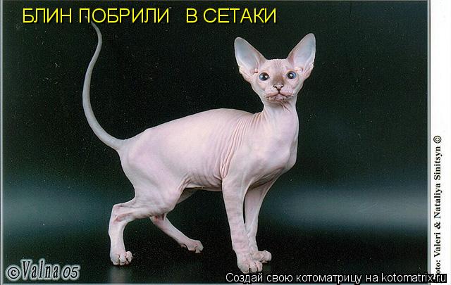 БЛИН ПОБРИЛИ В СЕТАКИ... Котоматрица: БЛИН ПОБРИЛИ В СЕТАКИ