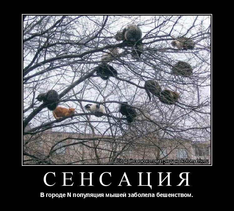 СЕНСАЦИЯ В городе N популяция мышей заболела бешенством.... Котоматрица: СЕНСАЦИЯ В городе N популяция мышей заболела бешенством.