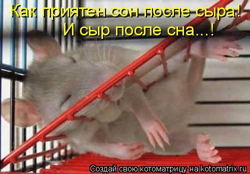 Как приятен сон после сыра! И сыр после сна...!... Котоматрица: Как приятен сон после сыра! И сыр после сна...!