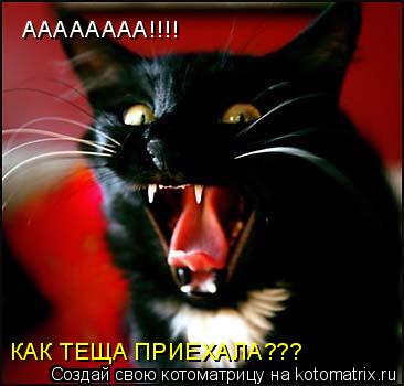 АААААААА!!!! КАК ТЕЩА ПРИЕХАЛА???... Котоматрица: АААААААА!!!! КАК ТЕЩА ПРИЕХАЛА???