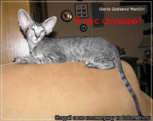 Я вас слушаю!... Котоматрица: Я вас слушаю!
