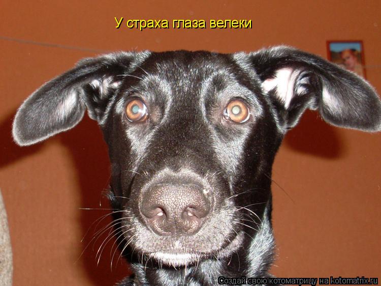 У страха глаза велеки... Котоматрица: У страха глаза велеки