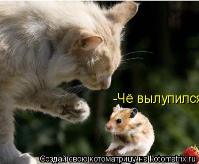 -Чё вылупился???... Котоматрица: -Чё вылупился???