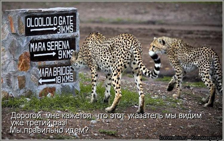 Дорогой, мне кажется, что этот указатель мы видим уже третий раз! Мы правильно идем?... Котоматрица: Дорогой, мне кажется, что этот указатель мы видим уже третий раз! Мы правильно идем?