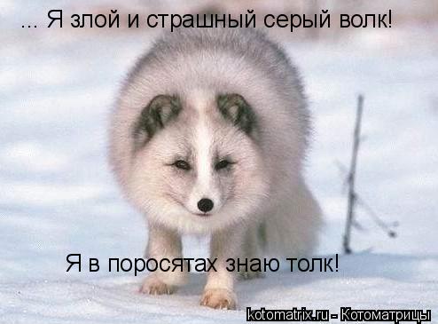 ... Я злой и страшный серый волк! Я в поросятах знаю толк!... Котоматрица: ... Я злой и страшный серый волк! Я в поросятах знаю толк!
