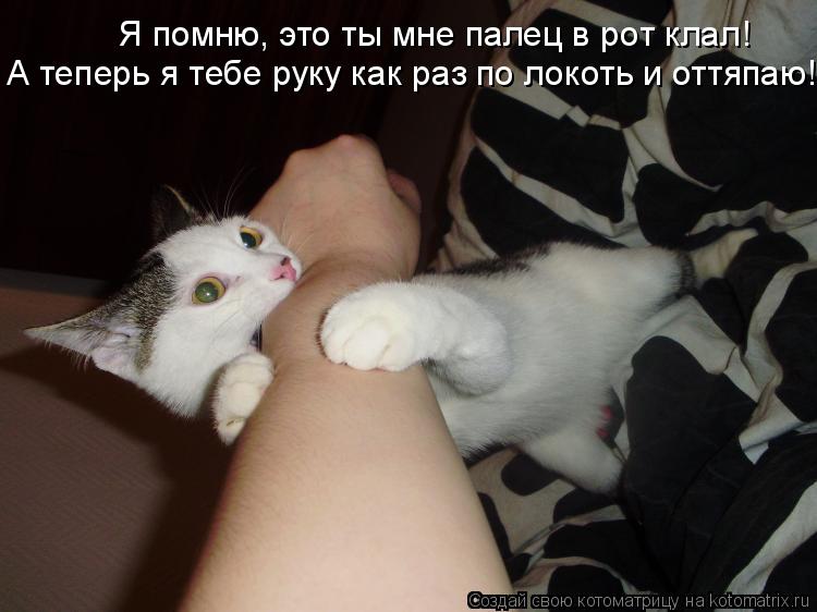 Я помню, это ты мне палец в рот клал! А теперь я тебе руку как раз по локоть и оттяпаю!... Котоматрица: Я помню, это ты мне палец в рот клал! А теперь я тебе руку как раз по локоть и оттяпаю!