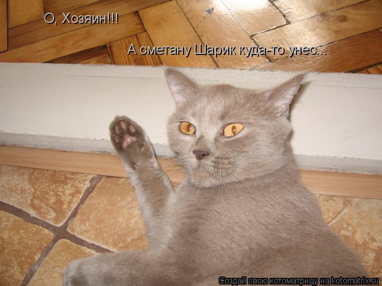 О, Хозяин!!! А сметану Шарик куда-то унес...... Котоматрица: О, Хозяин!!! А сметану Шарик куда-то унес...