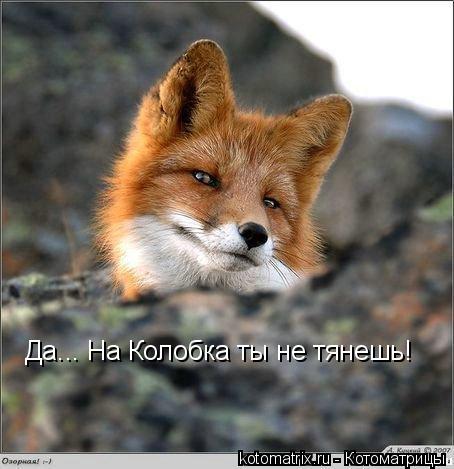 Да... На Колобка ты не тянешь!... Котоматрица: Да... На Колобка ты не тянешь!
