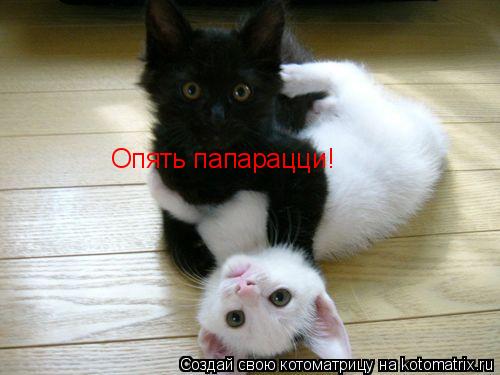 Опять папарацци!... Котоматрица: Опять папарацци!