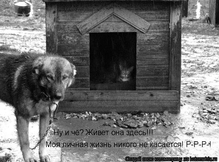 Ну и чё? Живет она здесь!!! Моя личная жизнь никого не касается! Р-Р-Р-!... Котоматрица: Ну и чё? Живет она здесь!!! Моя личная жизнь никого не касается! Р-Р-Р-!