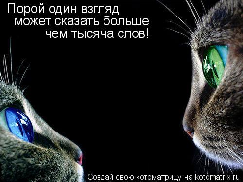 Порой один взгляд может сказать больше чем тысяча слов!... Котоматрица: Порой один взгляд может сказать больше чем тысяча слов!
