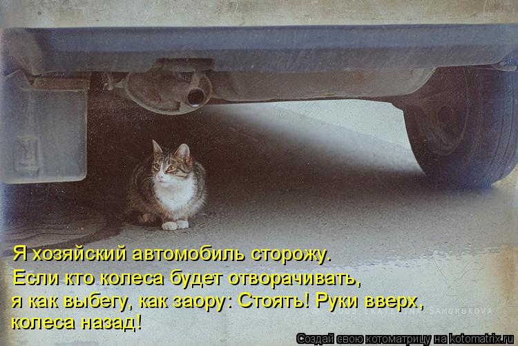 Я хозяйский автомобиль сторожу. Если кто колеса будет отворачивать, я как выбегу, как заору: Стоять! ... Котоматрица: Я хозяйский автомобиль сторожу. Если кто колеса будет отворачивать, я как выбегу, как заору: Стоять! Руки вверх, колеса назад!