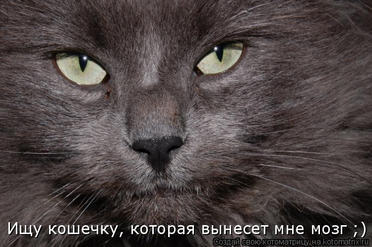 Ищу кошечку, которая вынесет мне мозг ;)... Котоматрица: Ищу кошечку, которая вынесет мне мозг ;)