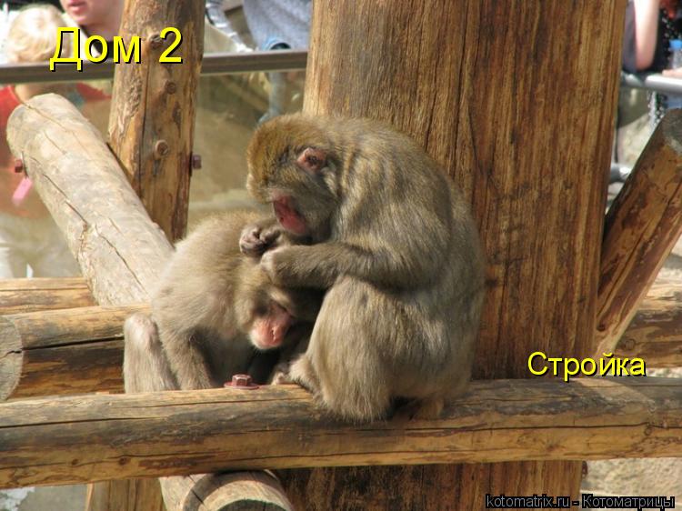 Дом 2 Стройка... Котоматрица: Дом 2 Стройка