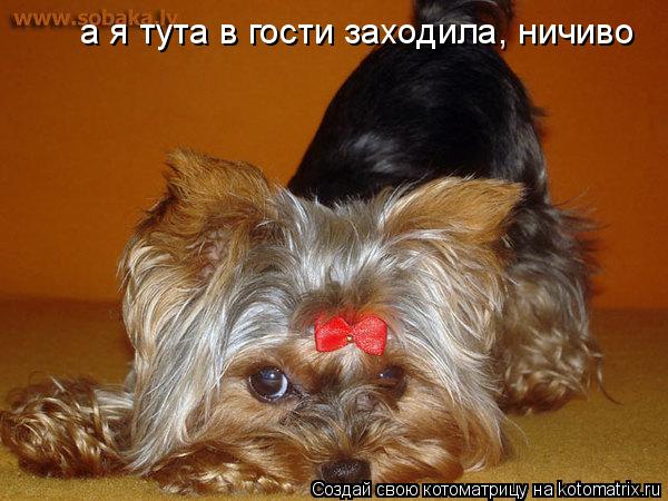 а я тута в гости заходила, ничиво... Котоматрица: а я тута в гости заходила, ничиво