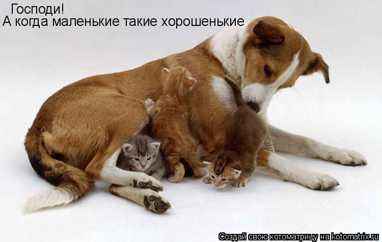 Господи! А когда маленькие такие хорошенькие... Котоматрица: Господи! А когда маленькие такие хорошенькие