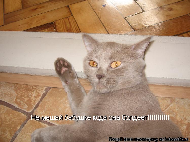 Не мешай бабушке кода она болдеет!!!!!!!!!!!... Котоматрица: Не мешай бабушке кода она болдеет!!!!!!!!!!!