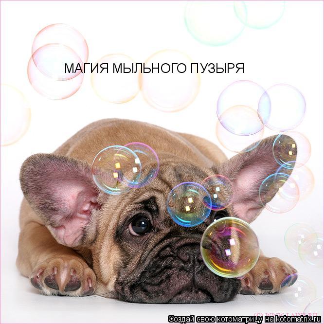 Котоматрица: МАГИЯ МЫЛЬНОГО ПУЗЫРЯ